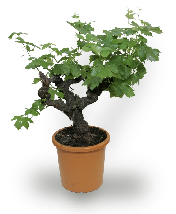 Potteplante