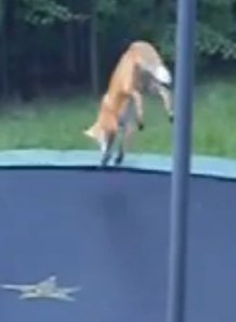 slowfox