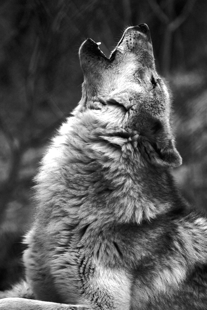 raised_by_wolves