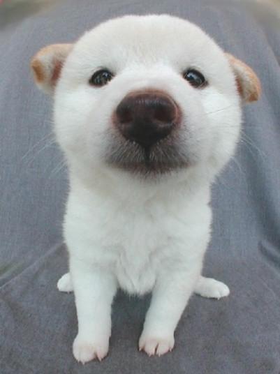 Hunden