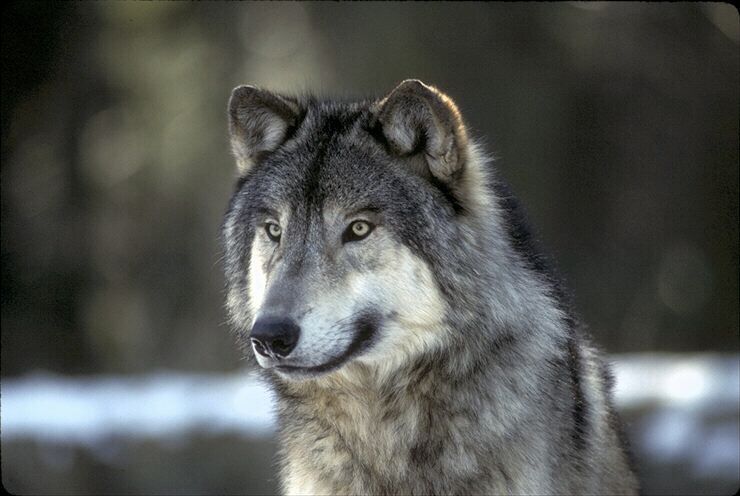 Fenris
